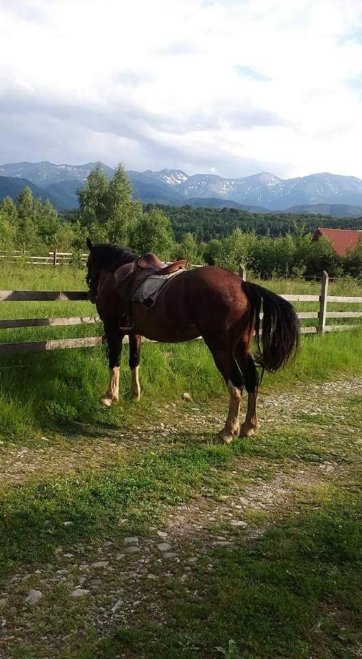 Musketeers Cabin Porumbacu de Sus Dış mekan fotoğraf